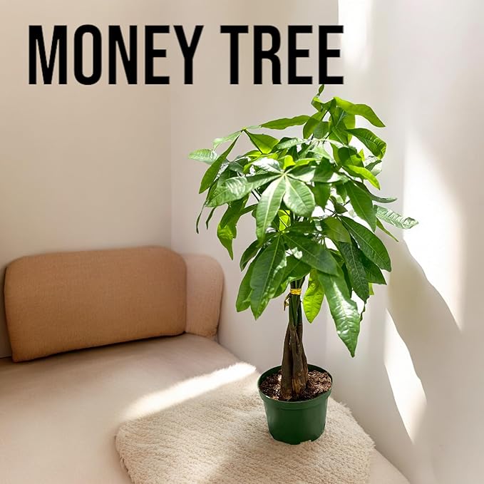 Live Money Tree Plant in 6 Inch Pot - Easy to Grow Air Purifying Live Plants Indoor Houseplants for Home Office Wedding Decorations & Birthday Gift (Heat Pack Included)
