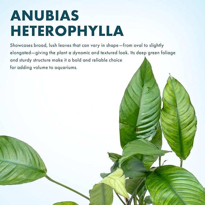 SubstrateSource Anubias Live Aquarium Plants - Potted Freshwater Plant for Fish Tanks, Terrariums - Beginner Friendly Low Light (Heterophylla, Mother Plant)