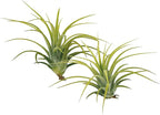 ragnaroc Air Plants - Tillandsia Ionantha Druid, Regular 2-3" - 3ct - Live Arrival Gauranteed - House Plants for Home Decor & Gift