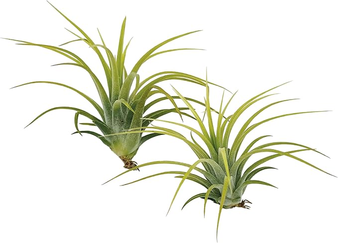 ragnaroc Air Plants - Tillandsia Ionantha Druid, Regular 2-3" - 3ct - Live Arrival Gauranteed - House Plants for Home Decor & Gift