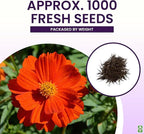 Red Crest Cosmos - Long Blooming Season