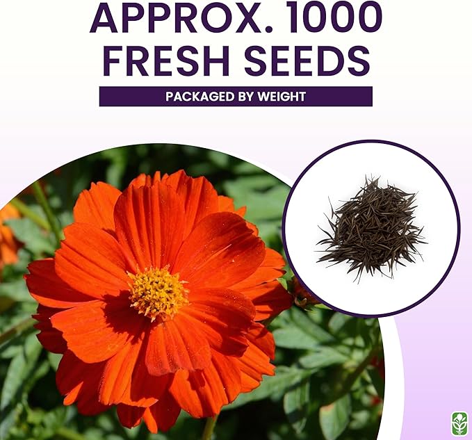 Red Crest Cosmos - Long Blooming Season