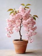 Weeping Prunus Blossoms Seeds for Planting, 46+ Rare Prunus Subhirtella Pendula Seeds, Non-GMO Heirloom Plants Seed for Home Garden Outdoor