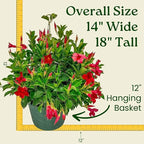 Tropical Plants of Florida Red Dipladenia Hanging Basket 12 Inch Live Flowering Plant, 14 Inch Wide by 18 Inch Tall, Vibrant Red Patio Porch Balcony Blooms