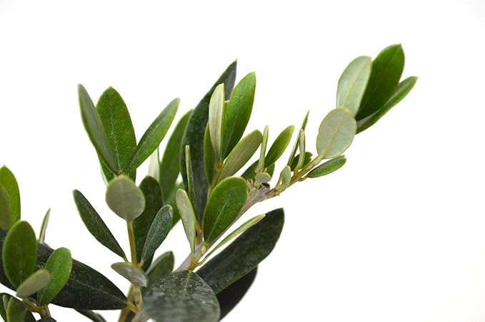 9GreenBox - Olive Tree - Tree of Peace - Olea europaea - 2 Pack