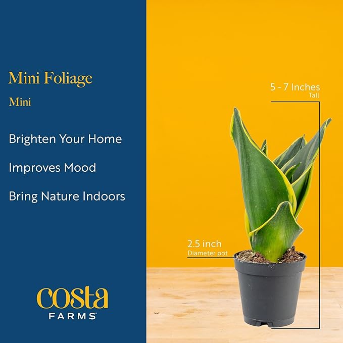 Costa Farms Mini Live Indoor Houseplants (20-Pack), Starter Plants in Nursery Pots, Assorted Foliage Mix (Varieties May Vary), Bulk Tiny Plants for DIY Terrariums, Party Favors, and Home Office Decor