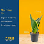 Costa Farms Live Mini Indoor Plants in Plastic Pots, Easy to Maintain, Air Purifying Houseplants, Home, Room, or Office Decor, House Warming or Birthday Gift, 4-6 Inches Tall, Pack of 6