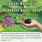 Mainam Mix Colorful Tropical Water Lily Tuber Live Aquarium Plant for Freshwater Fish Pond Balcony Buy 2 GET Fertilizer Free (Blue Nymphaea August Koch)