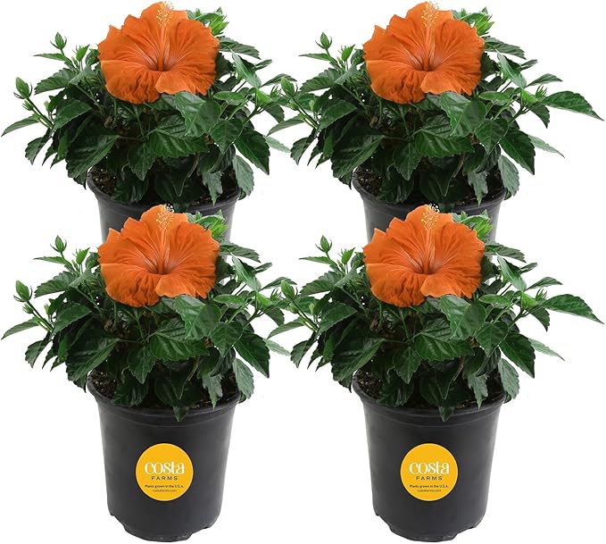 Costa Farms Live Premium Hibiscus Outdoor Plant in 1 QT Grower Pot, 10-Inches Tall, Grower's Choice Flowers