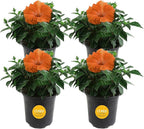 Costa Farms Live Premium Hibiscus Outdoor Plant in 1 QT Grower Pot, 10-Inches Tall, Grower's Choice Flowers