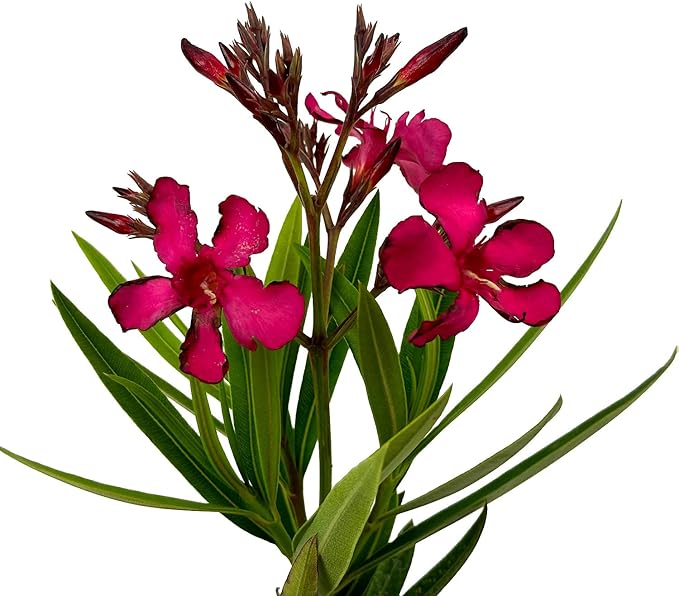 Hardy Red Oleander – 3 gal - Red Flowers on a Large Evergreen Shrub with a Tropical Appeal – Zones 8-10 - Nerium Oleander - 3 Gallon Pot