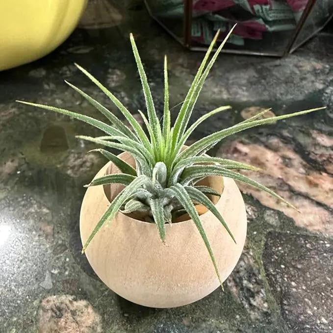 3 pcs Wood Air Plant Holder Air Plant Pots Air Plants Display Containers Table Centerpiece Succulent plants Pot for Home Office Tabletop Decor