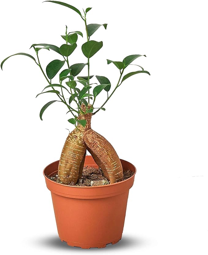 Ficus 'Ginseng' Live Plant for Indoor | Different Houseplants in 4'' & 6'' Pot | Real House Plant for Living Room, Office, Desk & Bathroom | Pot-Bellied Ficus
