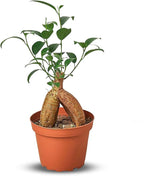 Ficus 'Ginseng' Live Plant for Indoor | Different Houseplants in 4'' & 6'' Pot | Real House Plant for Living Room, Office, Desk & Bathroom | Pot-Bellied Ficus
