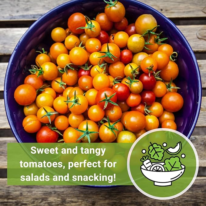 Sow Right Seeds - Orange Cherry Tomato Seeds for Planting - Non-GMO Heirloom Packet with Instructions to Plant & Grow an Outdoor Home Vegetable Garden - High Yield Salad Tomato - Great Gift (1)