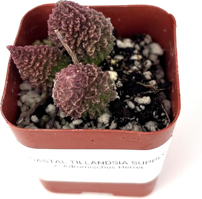Adromischus Herrei Rare Succulent, Live Plant in 2 Inch Pot, Green Purple Red, Indoor Use