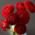 Mixed Ranunculus Bulbs for Planting, 3 PCS Ranunculus Buttercups, Rare Perennial Bulbs for Vibrant Garden Blooms, Borders Outdoor Heirloom Non-GMO