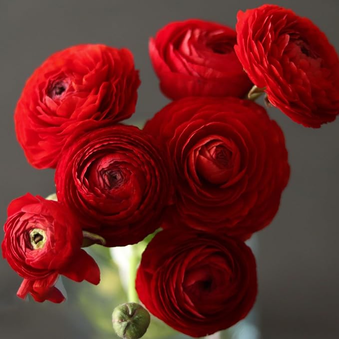 Mixed Ranunculus Bulbs for Planting, 3 PCS Ranunculus Buttercups, Rare Perennial Bulbs for Vibrant Garden Blooms, Borders Outdoor Heirloom Non-GMO