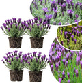 4 Lavender Plants Live Starter Plants 4-6" in Tall, Hardy Perennial Lavender for Garden and Landscape with Fragrant Purple Blooms, No Pot (Purple Pink)