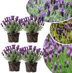 4 Lavender Plants Live Starter Plants 4-6" in Tall, Hardy Perennial Lavender for Garden and Landscape with Fragrant Purple Blooms, No Pot (Purple Pink)