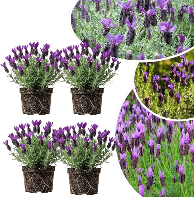 4 Lavender Plants Live Starter Plants 4-6" in Tall, Hardy Perennial Lavender for Garden and Landscape with Fragrant Purple Blooms, No Pot (Purple Pink)