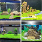 2 Pack Aquarium Plants S.e.e.ds for Fish Tank - Mini Leaf, Aquarium Foreground Decor, Easy-to-Grow Real Carpet Plants for Fish Tanks