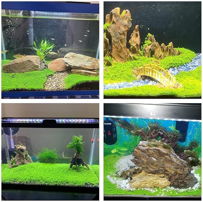 2 Pack Aquarium Plants S.e.e.ds for Fish Tank - Mini Leaf, Aquarium Foreground Decor, Easy-to-Grow Real Carpet Plants for Fish Tanks