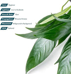 SubstrateSource Anubias Live Aquarium Plants - Potted Freshwater Plant for Fish Tanks, Terrariums - Beginner Friendly Low Light (Minima, Mother Plant)