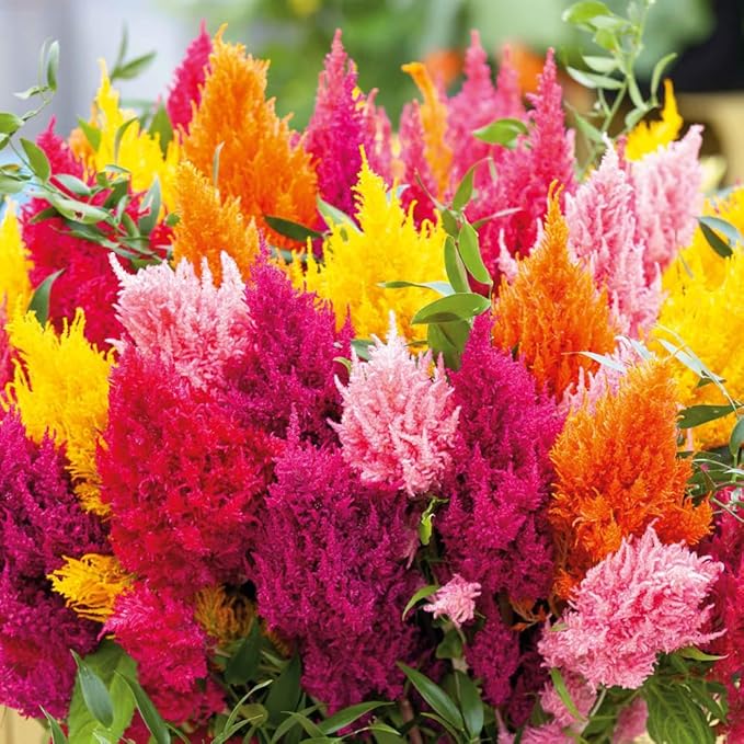 100pcs Mixed Celosia Seed for Planting - Celosia Cristata Plumosa Cockscomb Woolflower Non-GMO Heirloom Seeds to Plant Exotic Flower for Outdoors