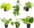 Plentiful Pothos & Philodendron (6-Pack), Pothos Live Plant Decor, Office Plants, Real Plants, Easy Indoor Plant, House Plants Indoors Live Plants Indoor Plants Live Houseplants by Plants for Pets