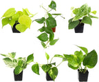 Plentiful Pothos & Philodendron (6-Pack), Pothos Live Plant Decor, Office Plants, Real Plants, Easy Indoor Plant, House Plants Indoors Live Plants Indoor Plants Live Houseplants by Plants for Pets