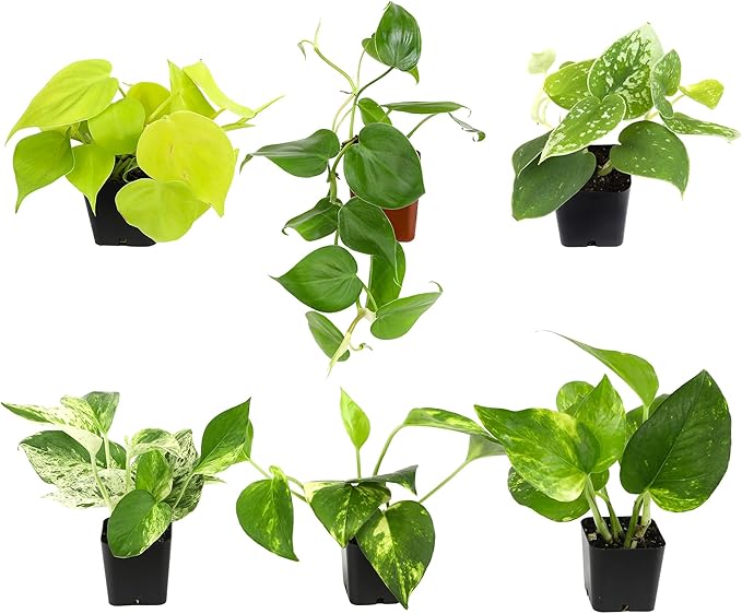 6-Pack Pothos & Philodendron Live Plants, 4-Pack Pothos Live Indoor House Plants Air Purifying Easy Care Low Light