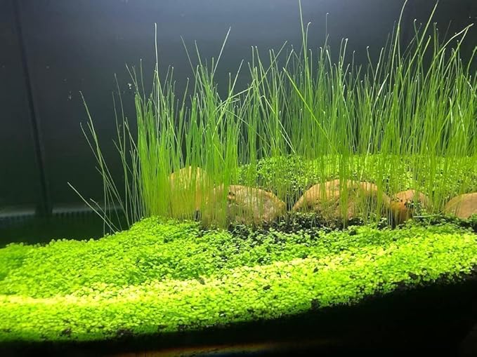 4 Bags Aquarium Plant S.e.e.ds, not Artificial Plastic Plant, Fish Tank Live Grass for All Substrate