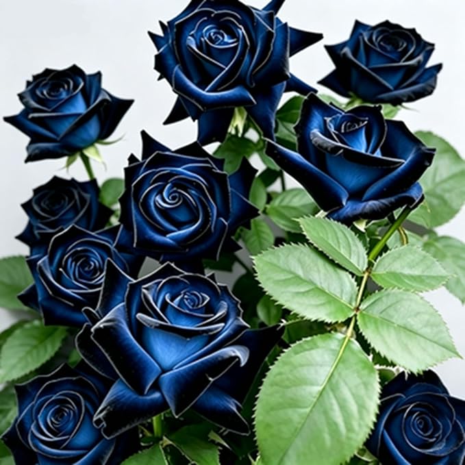 Rare Roses Seeds, 500Pcs, Sunset Colored Blooming Plants for Garden Flower Beds, Borders & Cut Flowers, Prolific Outdoor Rose Seeds Thriving in Full Sun & Well-Draining Soil (Blue)