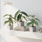 3pcs Small Fake Plants Artificial Begonia Leaves Faux Plants Indoor for Office Desk Shelf Bathroom Home Decor