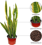 Live Sansevieria, Snake Plant, Housewarming Gift, Office Gift, Live Decor, Plant Lover Gift, Evergreen Indoor Plant in 6" Pot