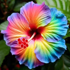 Hibiscus Flower Seeds for Planting - 200+ Hibiscus Seeds Perennial Giant Flower Non-GMO Heirloom Tropical Potted Plants Seeds