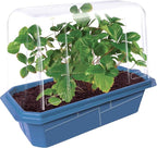 Unique Gardener Grow Your Own Strawberries Kit, Everbearing Sweet and Juicy Strawberry Plants for Indoor and Outdoor Planting, Includes Everything for Easy Gardening Just Add Water