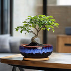 SQOWL 7 Inch Round Ceramic Succulent Planter Pot Drip Glazed Shallow Planter with Drainage Bamboo Tray for Indoor Plants