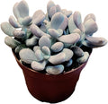 Pink Moonstone. Live Trailing Succulent Fully Rooted in Pots with Soil Mix, Rare House Plant for Home Office Wedding Hanging Decoration, DIY Projects, Party Favor Gift Pachyphytum Oviferum