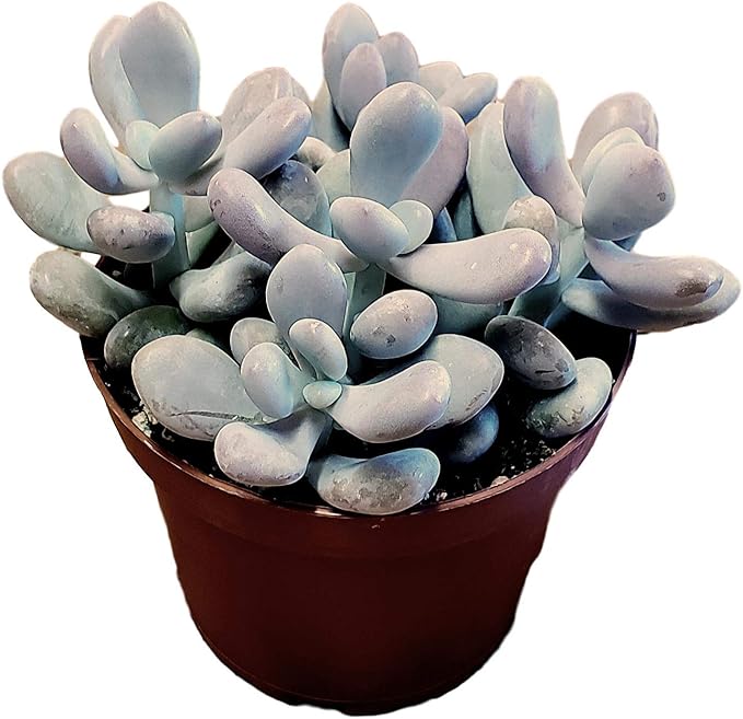 Pink Moonstone. Live Trailing Succulent Fully Rooted in Pots with Soil Mix, Rare House Plant for Home Office Wedding Hanging Decoration, DIY Projects, Party Favor Gift Pachyphytum Oviferum
