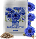 Groundio 6000+ Bachelor Button Seeds Tall Blue, Non-GMO Heirloom Cornflower Seeds, Stunning Blue Wildflower Seeds Easy to Grow, Perfect for Wildflower & Pollinator Gardens (Centaurea cyanus)