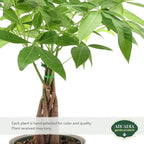 LV64 Live Braided Money Tree Pachira Aquatica Indoor Houseplant in Arcadia Garden Product's Branded Plastic Pot, Tropical Plant Collector Gift for Home and Garden Decor, 6-inch, Tan