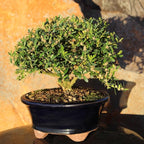 Brussel's Live Harland Boxwood Outdoor Bonsai Tree - 3 Years Old; 6" to 8" Tall with Decorative Container