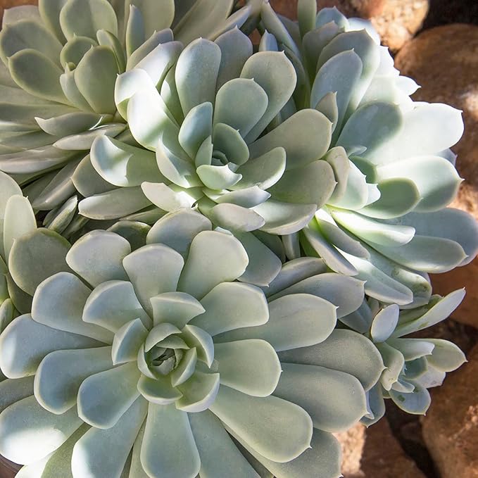 Altman Plants, Arctic Ice Echeveria Succulent Plants Live Succulents Plants Live with Pot, Live Indoor Plants Live Houseplants Live Indoor House Plants Indoors Live Plants Outdoor Plants Live Plant