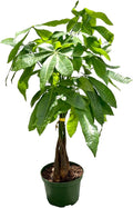 Live Money Tree Plant in 6 Inch Pot - Easy to Grow Air Purifying Live Plants Indoor Houseplants for Home Office Wedding Decorations & Birthday Gift (Heat Pack Included)
