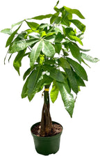 Live Money Tree Plant in 6 Inch Pot - Easy to Grow Air Purifying Live Plants Indoor Houseplants for Home Office Wedding Decorations & Birthday Gift (Heat Pack Included)