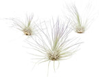 Purple Colorful Tillandsia Air Plants - Long Lasting Color Enhanced Live Tillandsia Succulent House Plants - Home and Garden Decor - Easy Care Indoor and Outdoor (Argentea Thin, Pack of 3)