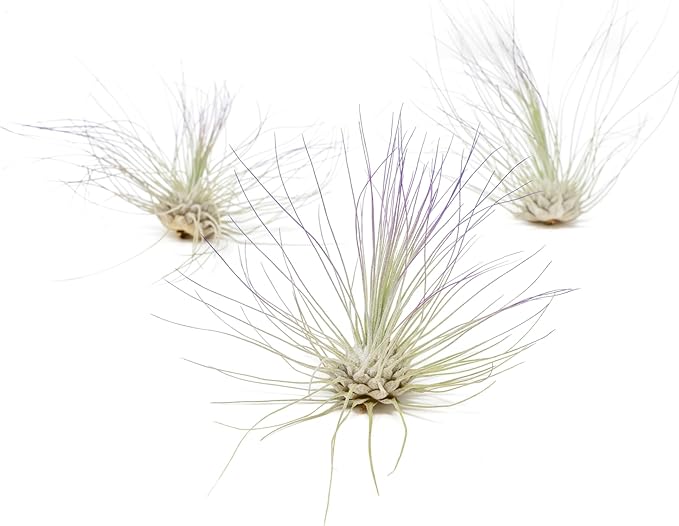 Purple Colorful Tillandsia Air Plants - Long Lasting Color Enhanced Live Tillandsia Succulent House Plants - Home and Garden Decor - Easy Care Indoor and Outdoor (Argentea Thin, Single)