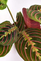 Shop Succulents | Standing Collection | Hand Selected, Air Purifying Live Maranta Red Prayer Indoor House Plant in 4" Grow Pot, Single,